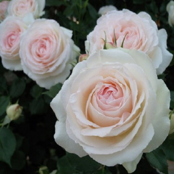 Самбука аяқталуда